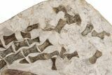 24" Fossil Plesiosaur Paddle & Pelvic Bone Association - Asfla - #199981-2